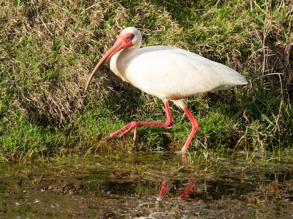 American white ibis (Eudocimus albus)